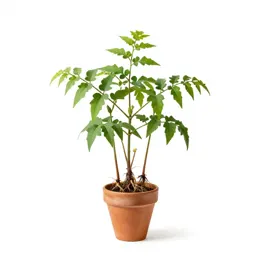 Wild sarsaparilla