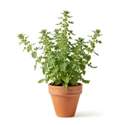 Winged pigweed