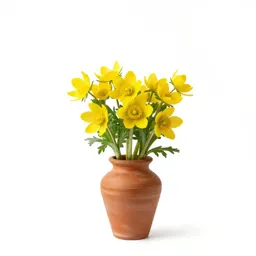 Winter aconite