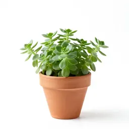 Winter purslane