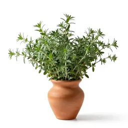 Winter savory