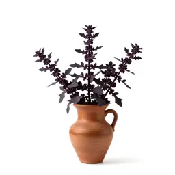 Woad