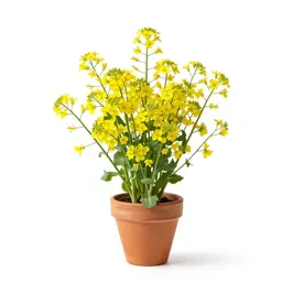 Wormseed mustard