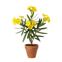 Yellow oleander