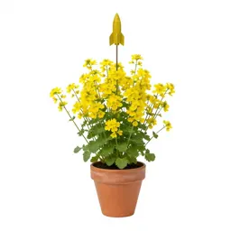 Yellow rocket