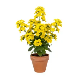 Yellow sand verbena