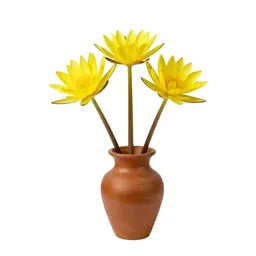 Yellow water lily