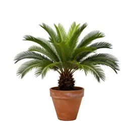 Zamia