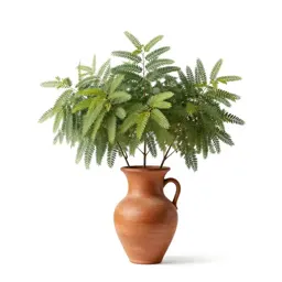Algarroba