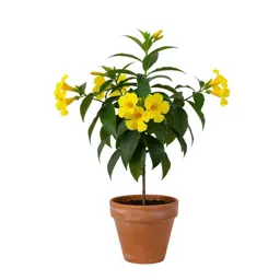 Allamanda