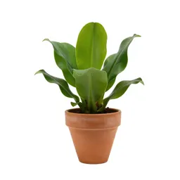 Alligator weed