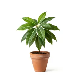 Alocasia