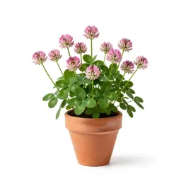 Alpine clover