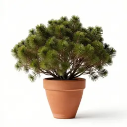 Alpine totara