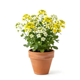 Alyssum