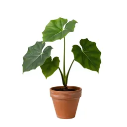 Amorphophallus