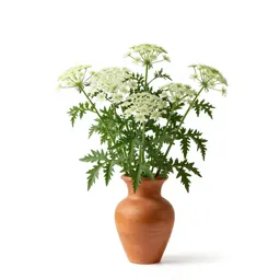 Angelica