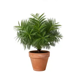 Aralia