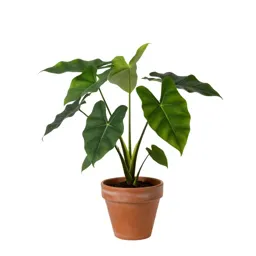 Arum