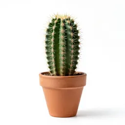 Echinocactus