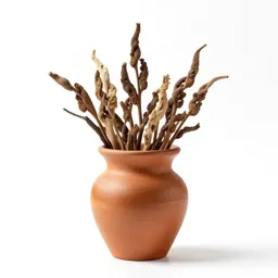 Ephedra
