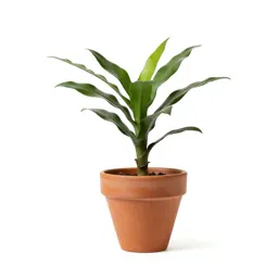 Epiphyllum