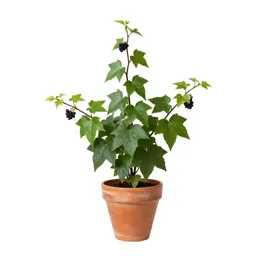 Ivy