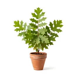 Oak-leaved goosefoot