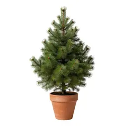 Balsam fir
