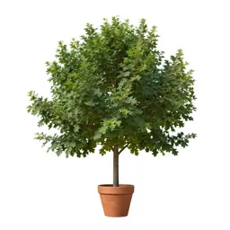 Basket oak