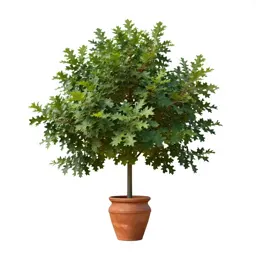 Bear oak