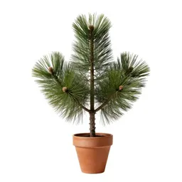 Bishop pine