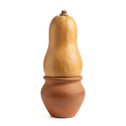 Bitternut
