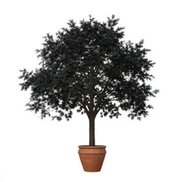 Black ash