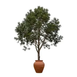 Black beech