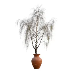 Black birch