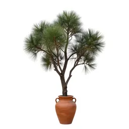 Black mallee