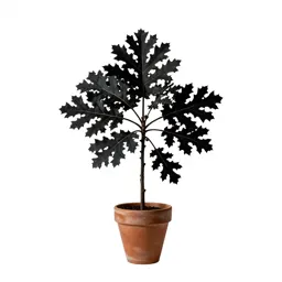 Black oak