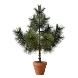 Black pine