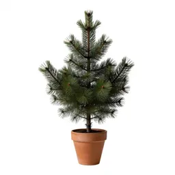 Black spruce