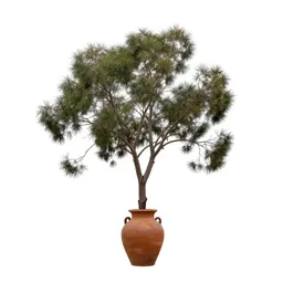 Black wattle