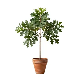 Bluejack oak
