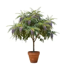 Bocconia