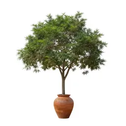Brazilian ironwood