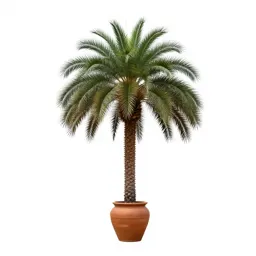 Brazilwood