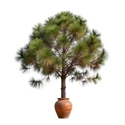 Brown pine