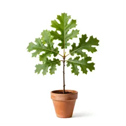 Bur oak
