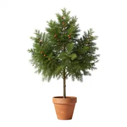 Button tree