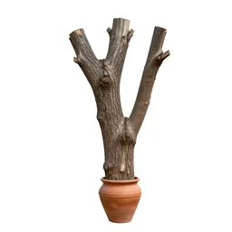 Cabbage bark