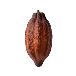 Cacao bean